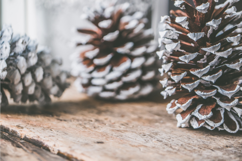 Picture of pine cones with frost