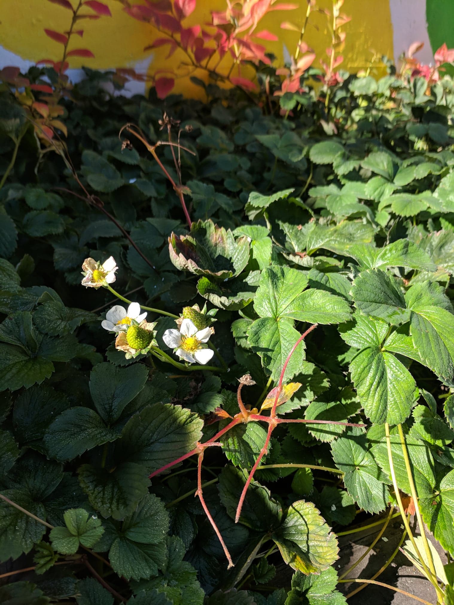 Food bank garden