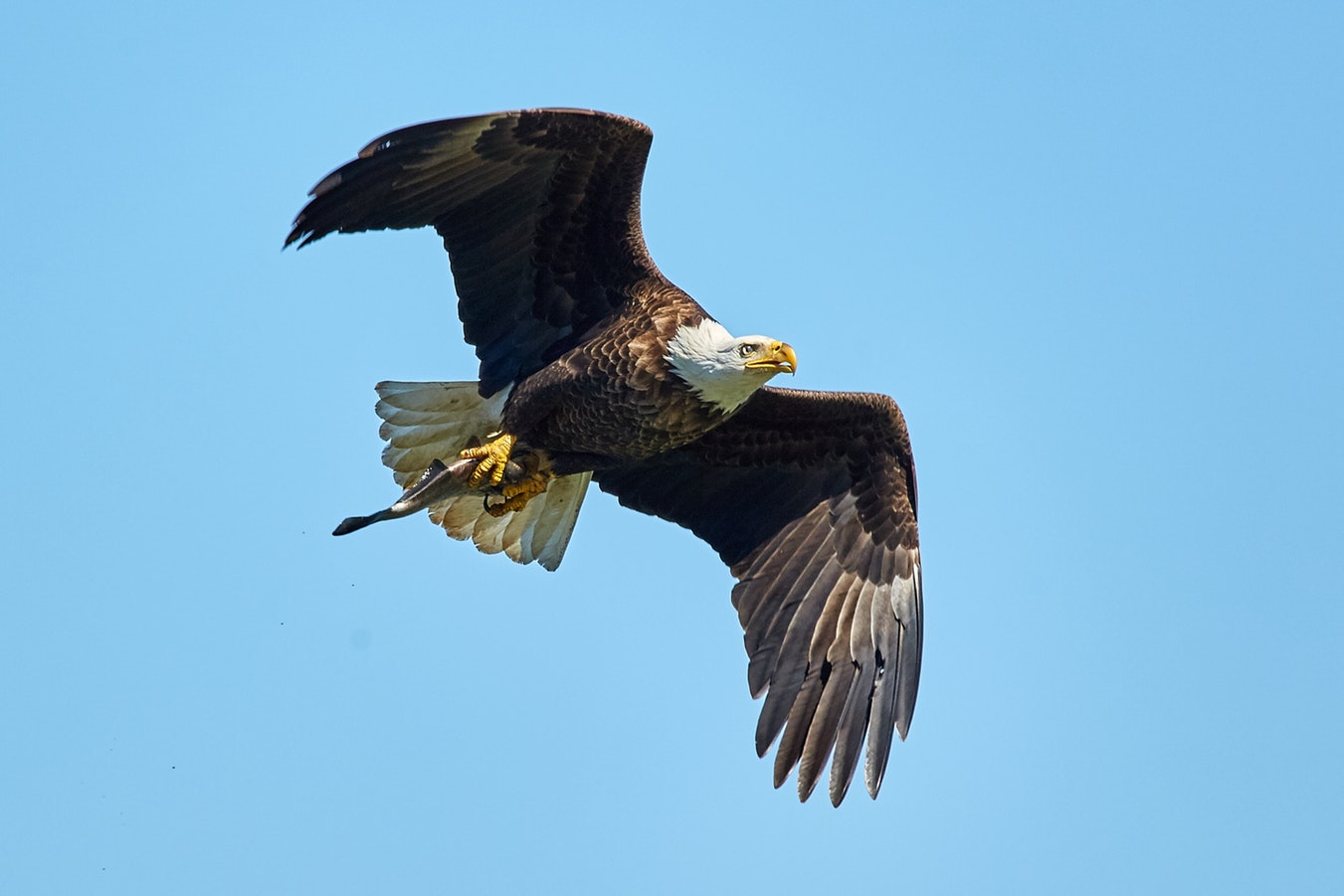 Bald Eagle